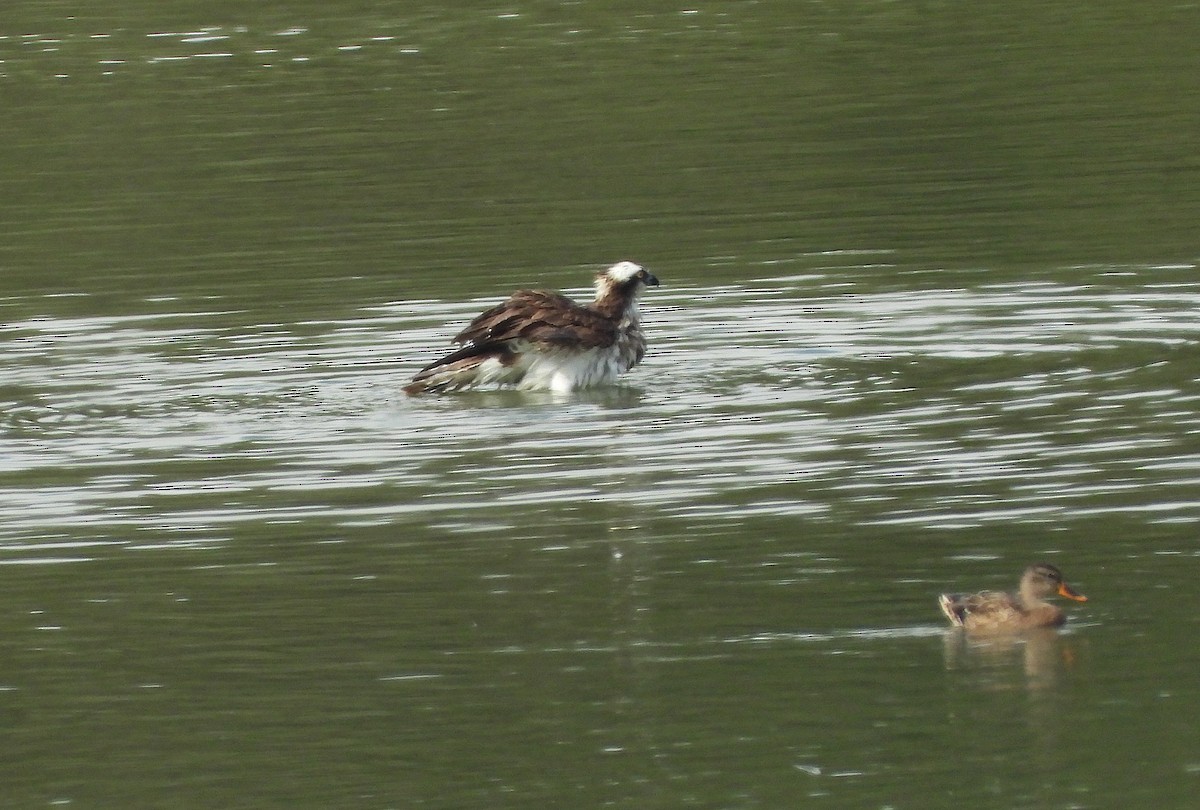 Osprey - ML642904520