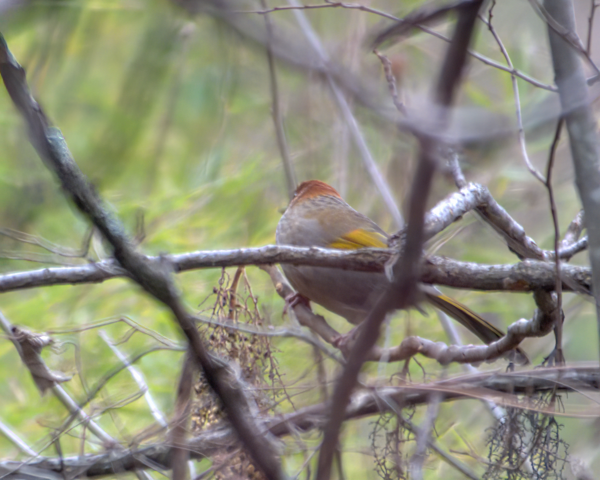 Chestnut-crowned Laughingthrush - ML642904532