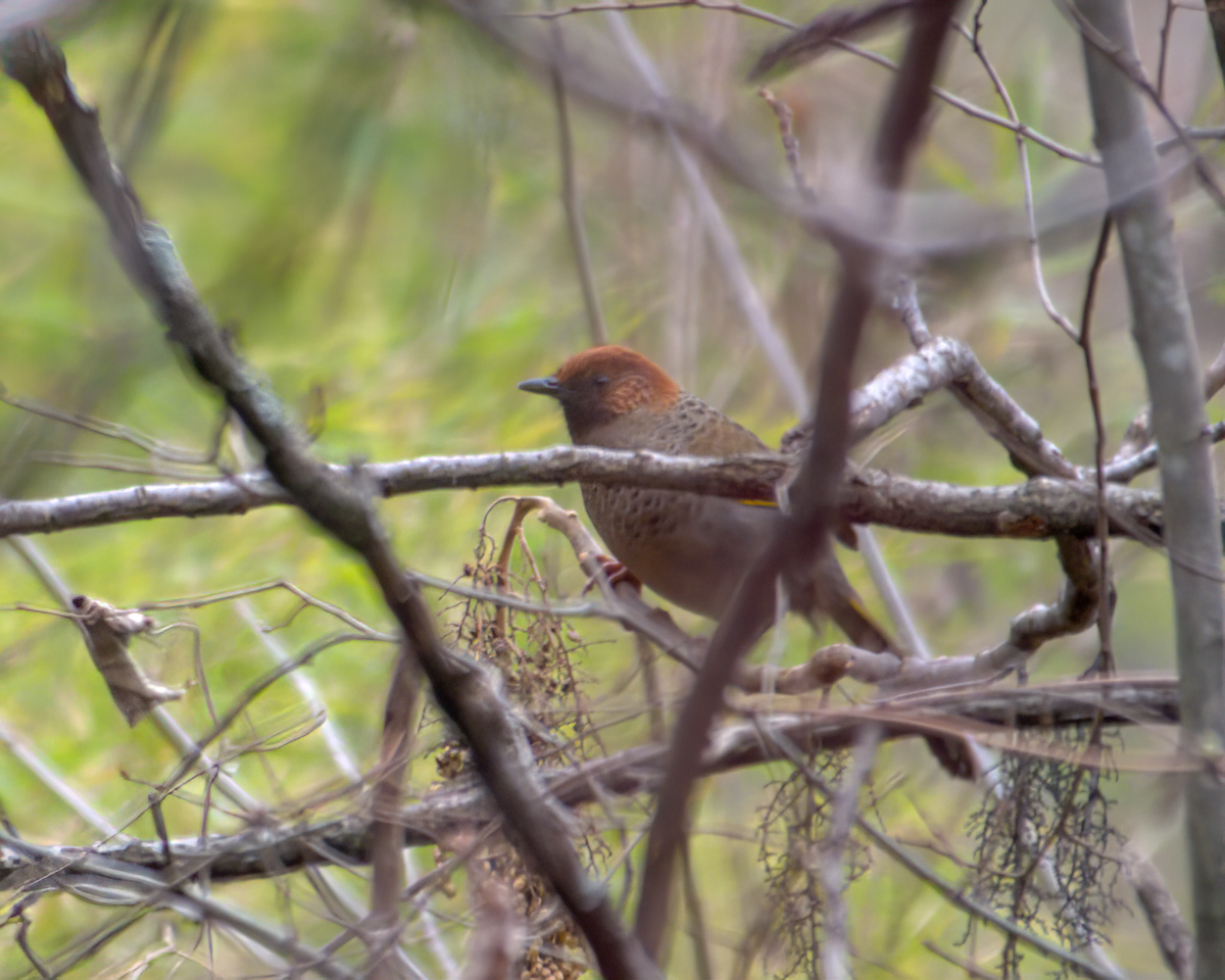 Chestnut-crowned Laughingthrush - ML642904533