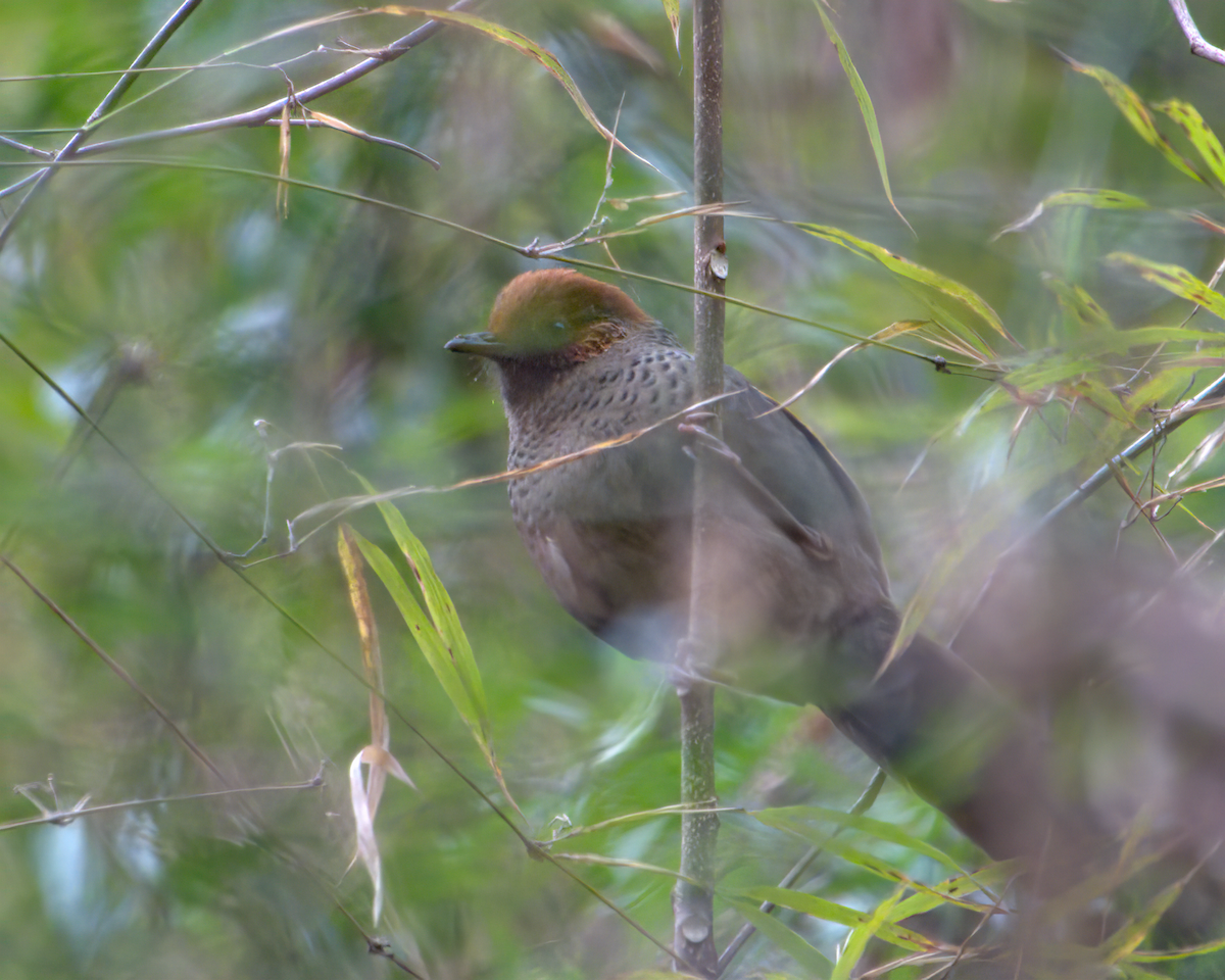 Chestnut-crowned Laughingthrush - ML642904534