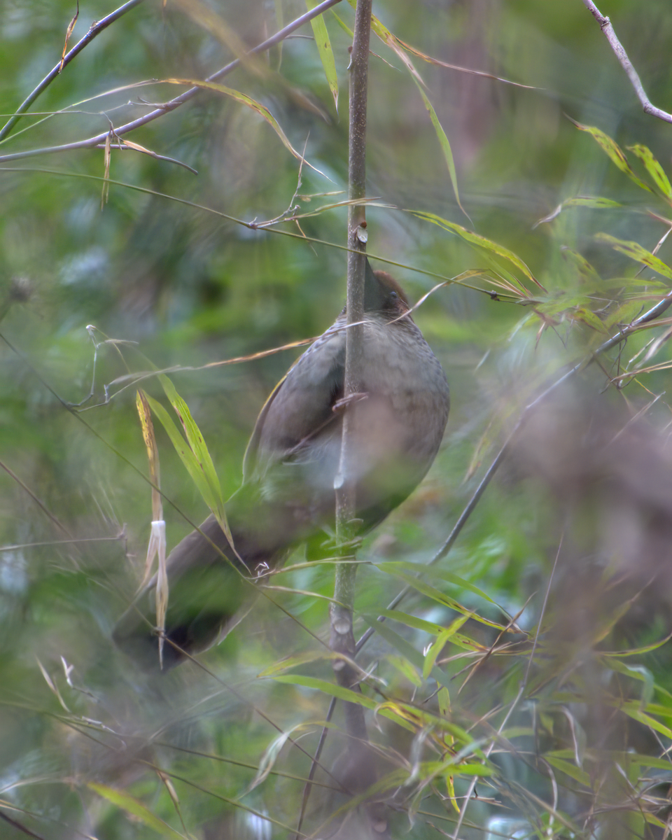 Chestnut-crowned Laughingthrush - ML642904535