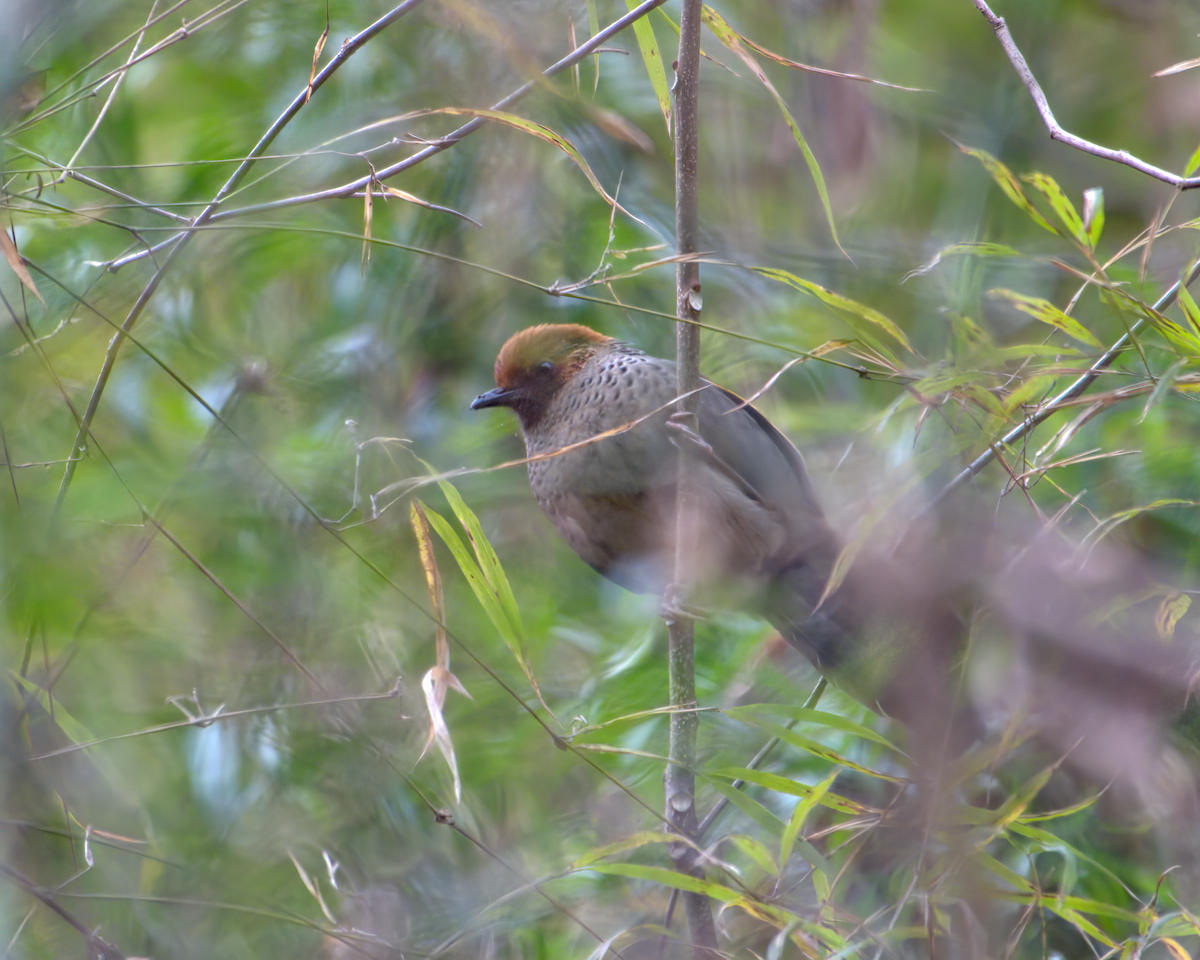 Chestnut-crowned Laughingthrush - ML642904536