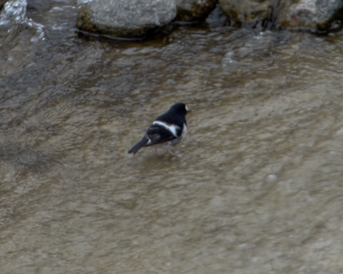 Little Forktail - ML642904545