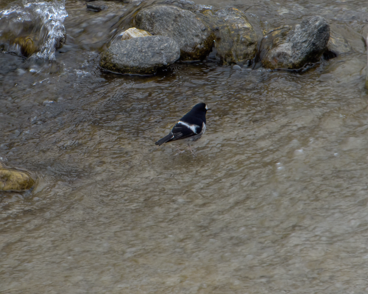 Little Forktail - ML642904546