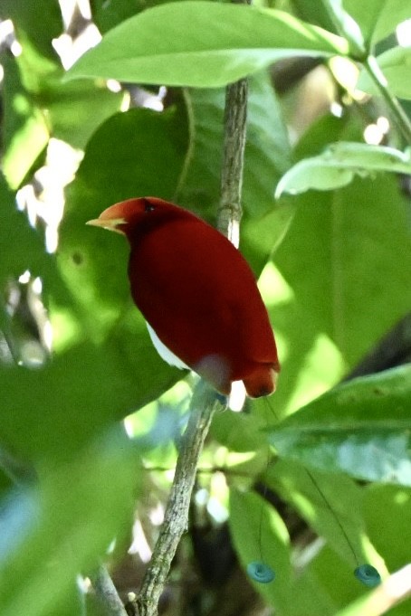 King Bird-of-Paradise - ML642904550
