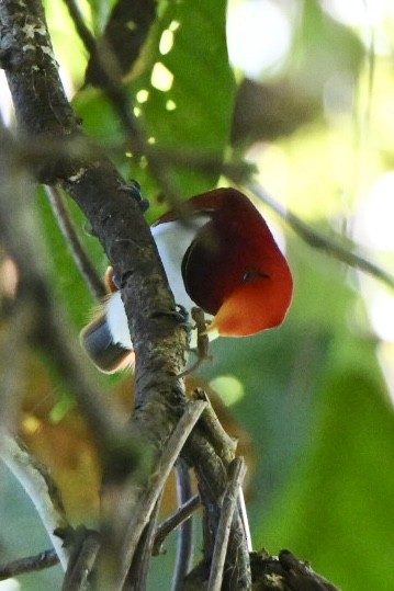 King Bird-of-Paradise - ML642904551
