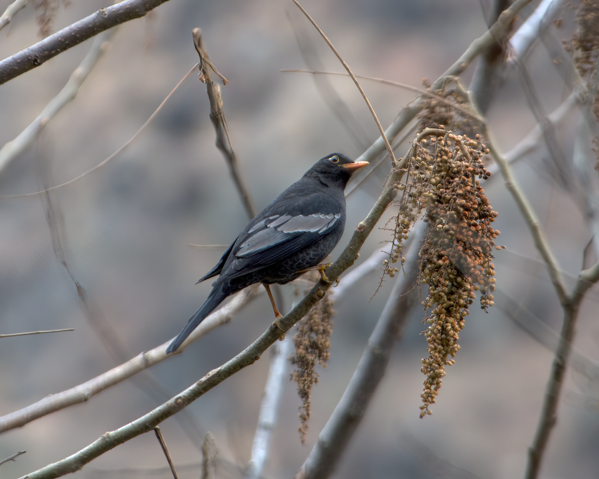 Gray-winged Blackbird - ML642904558