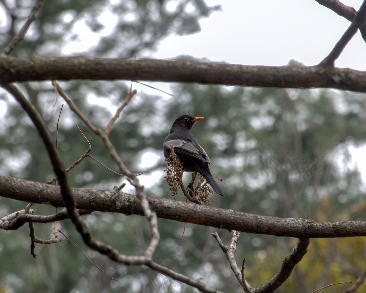 Gray-winged Blackbird - ML642904559