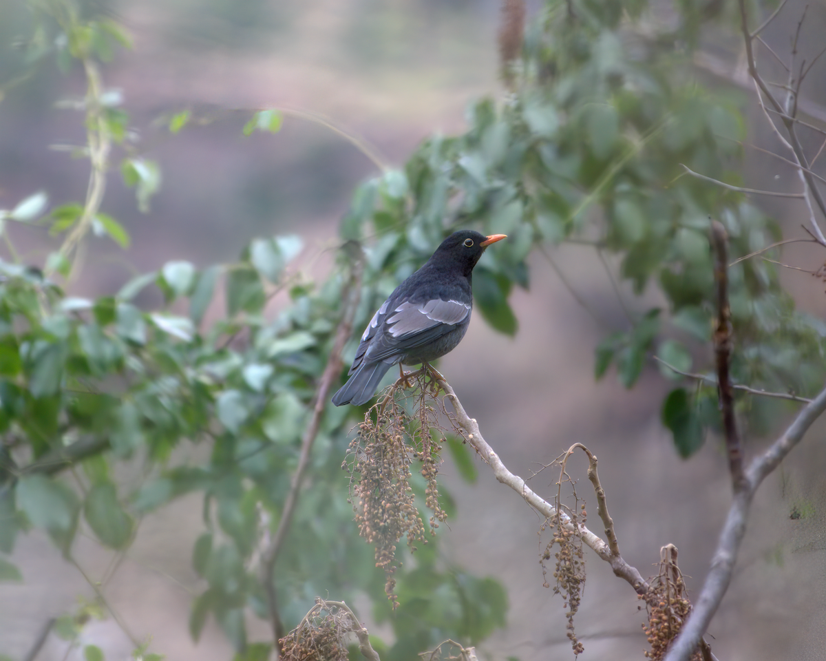 Gray-winged Blackbird - ML642904560
