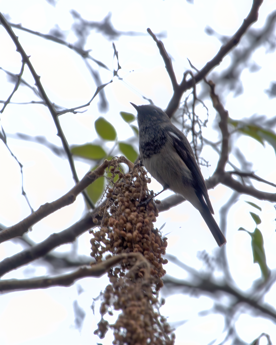 Blue-capped Redstart - ML642904566