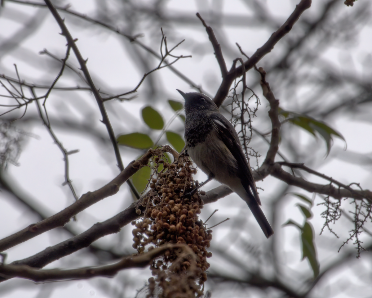 Blue-capped Redstart - ML642904567