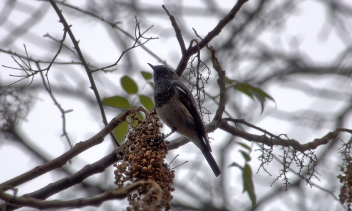 Blue-capped Redstart - ML642904568