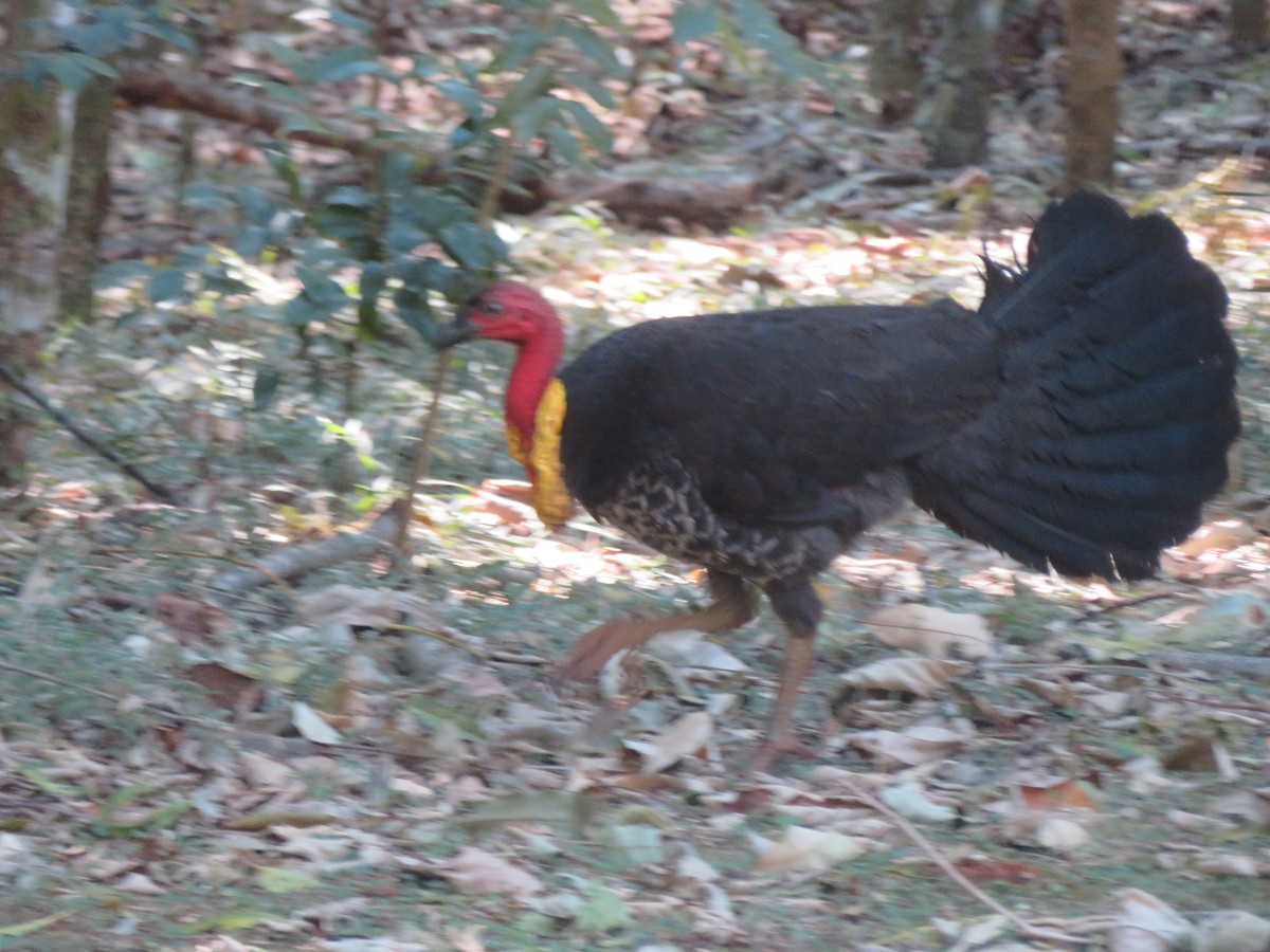 Australian Brushturkey - ML642904580