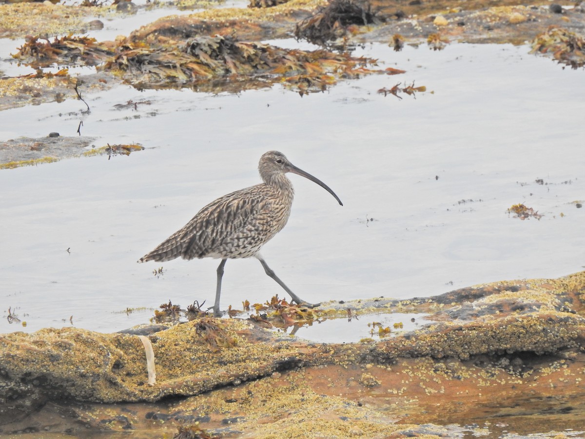Eurasian Curlew - ML642904584