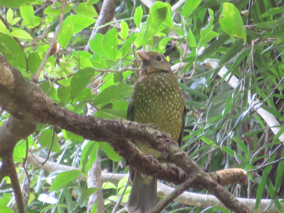 Green Catbird - ML642904587