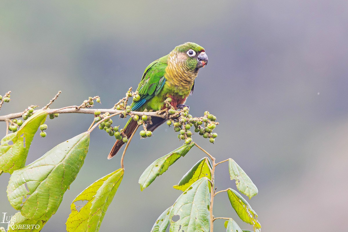 Maroon-bellied Parakeet - ML642904596