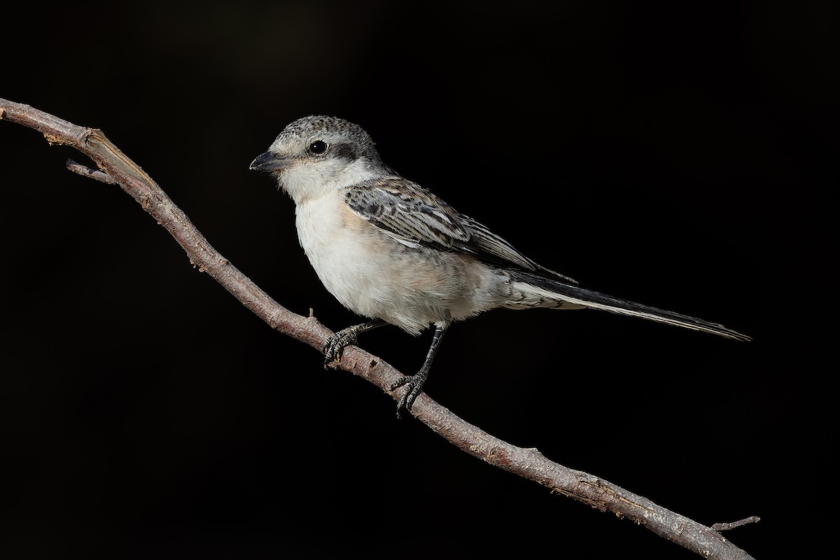 Averla mascherata - ML642904601