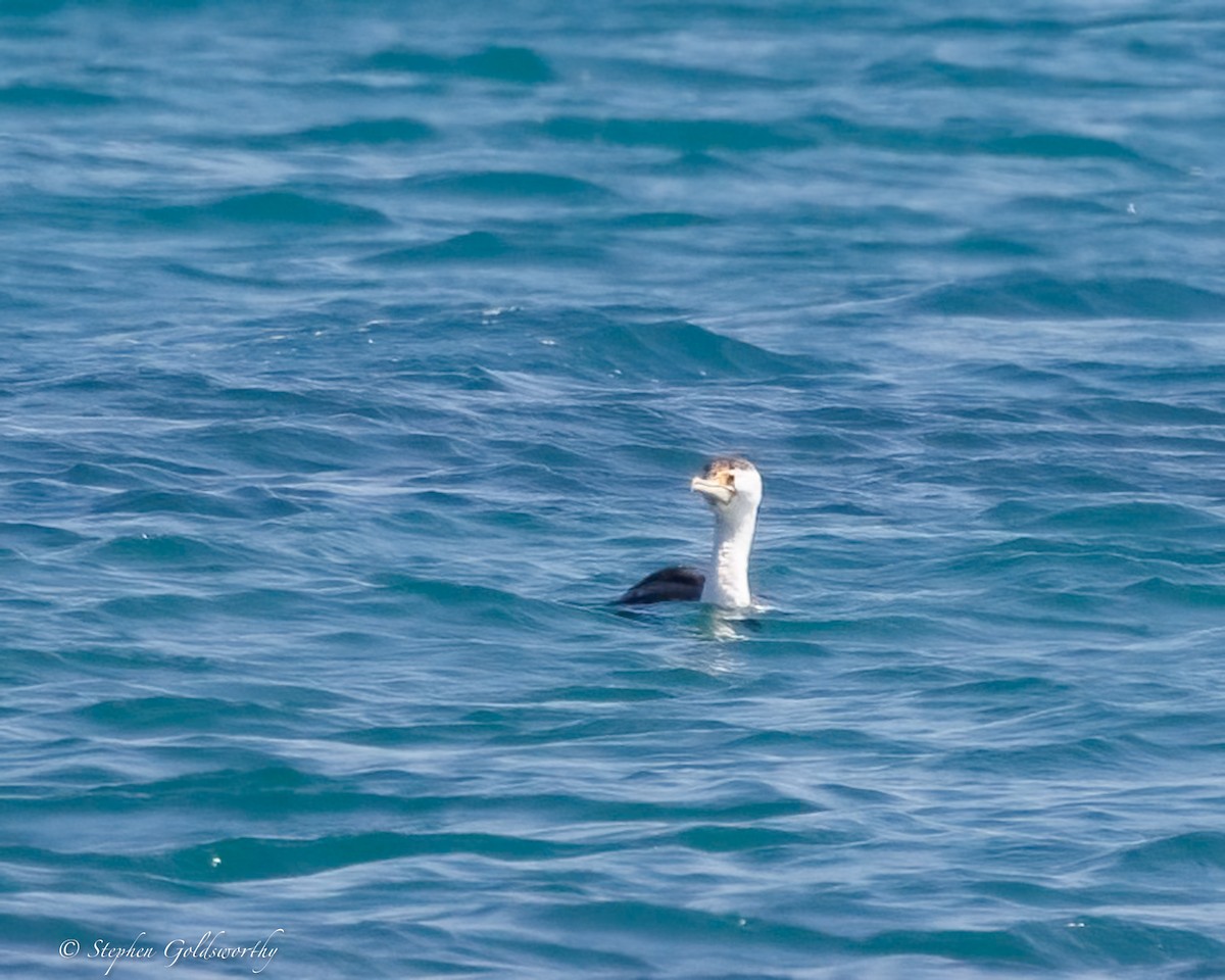 Pied Cormorant - ML642904628