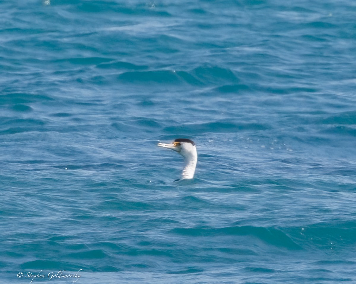 Pied Cormorant - ML642904629