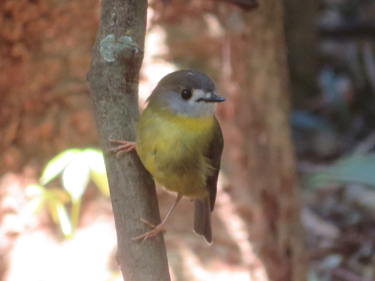 Pale-yellow Robin - ML642904634