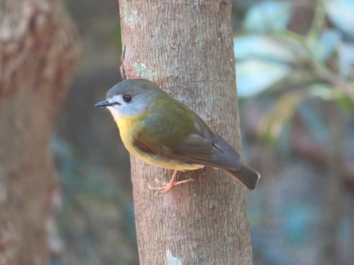 Pale-yellow Robin - ML642904637