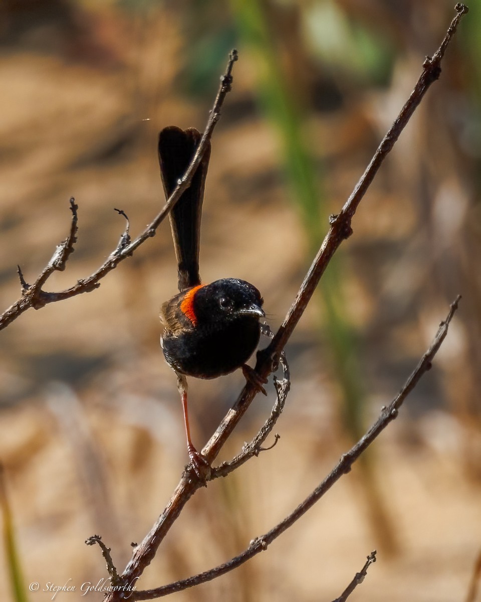 Red-backed Fairywren - ML642904640