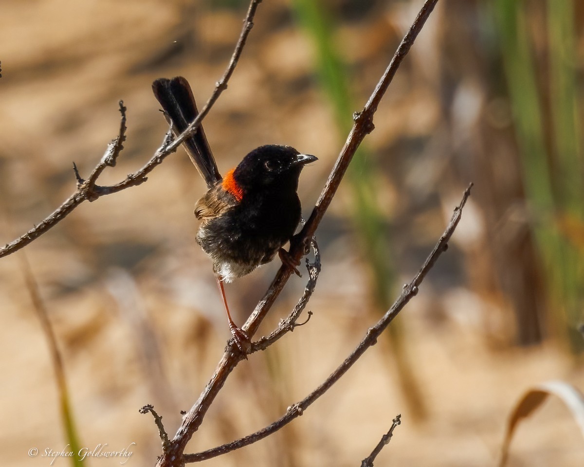 Red-backed Fairywren - ML642904641