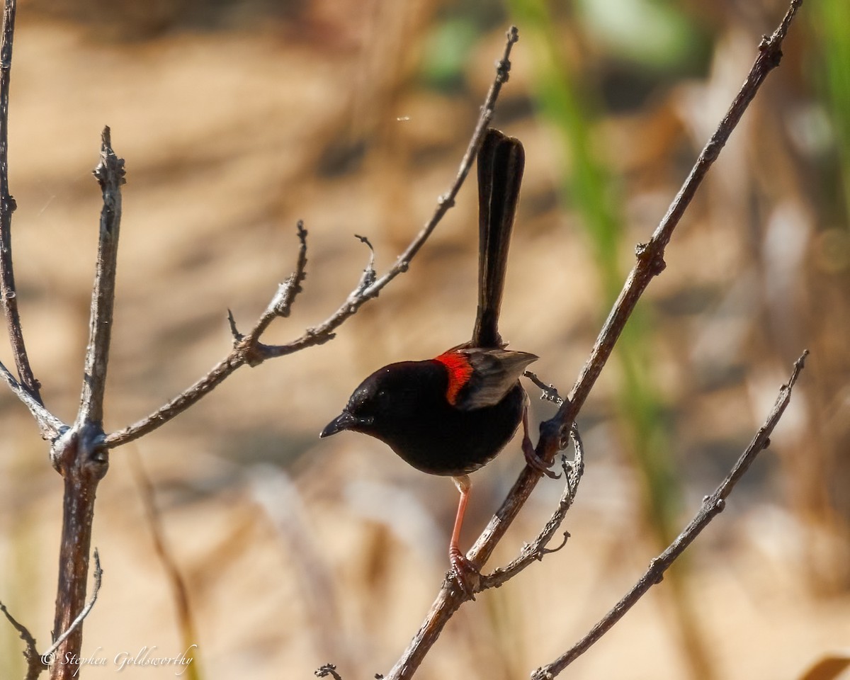 Red-backed Fairywren - ML642904642