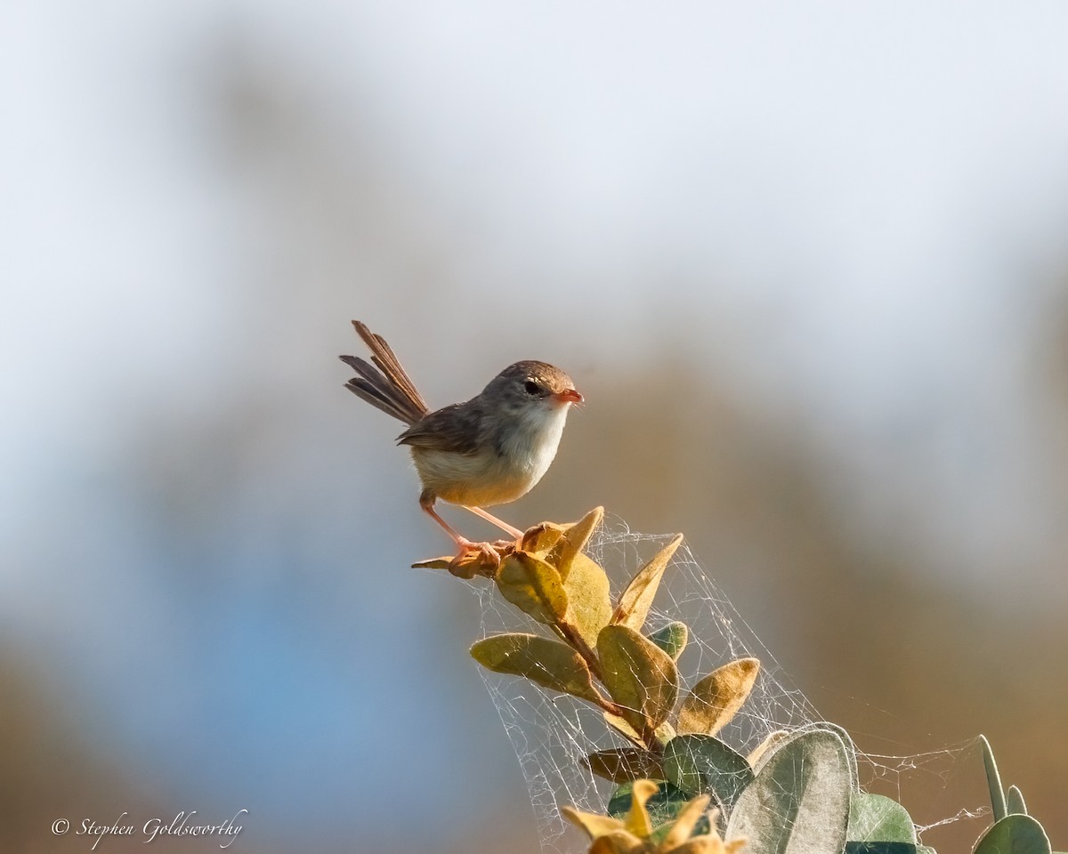 Red-backed Fairywren - ML642904644