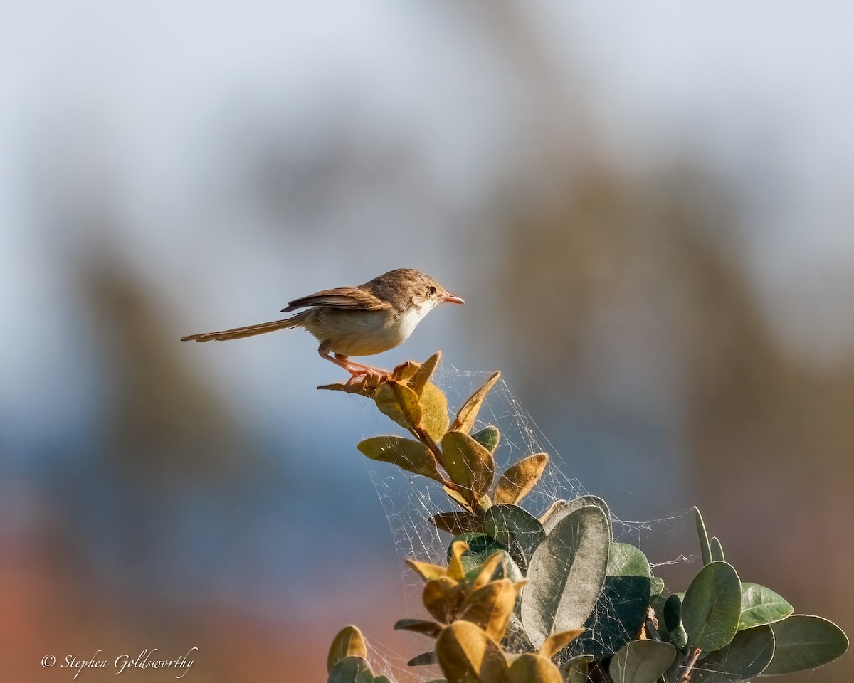 Red-backed Fairywren - ML642904645