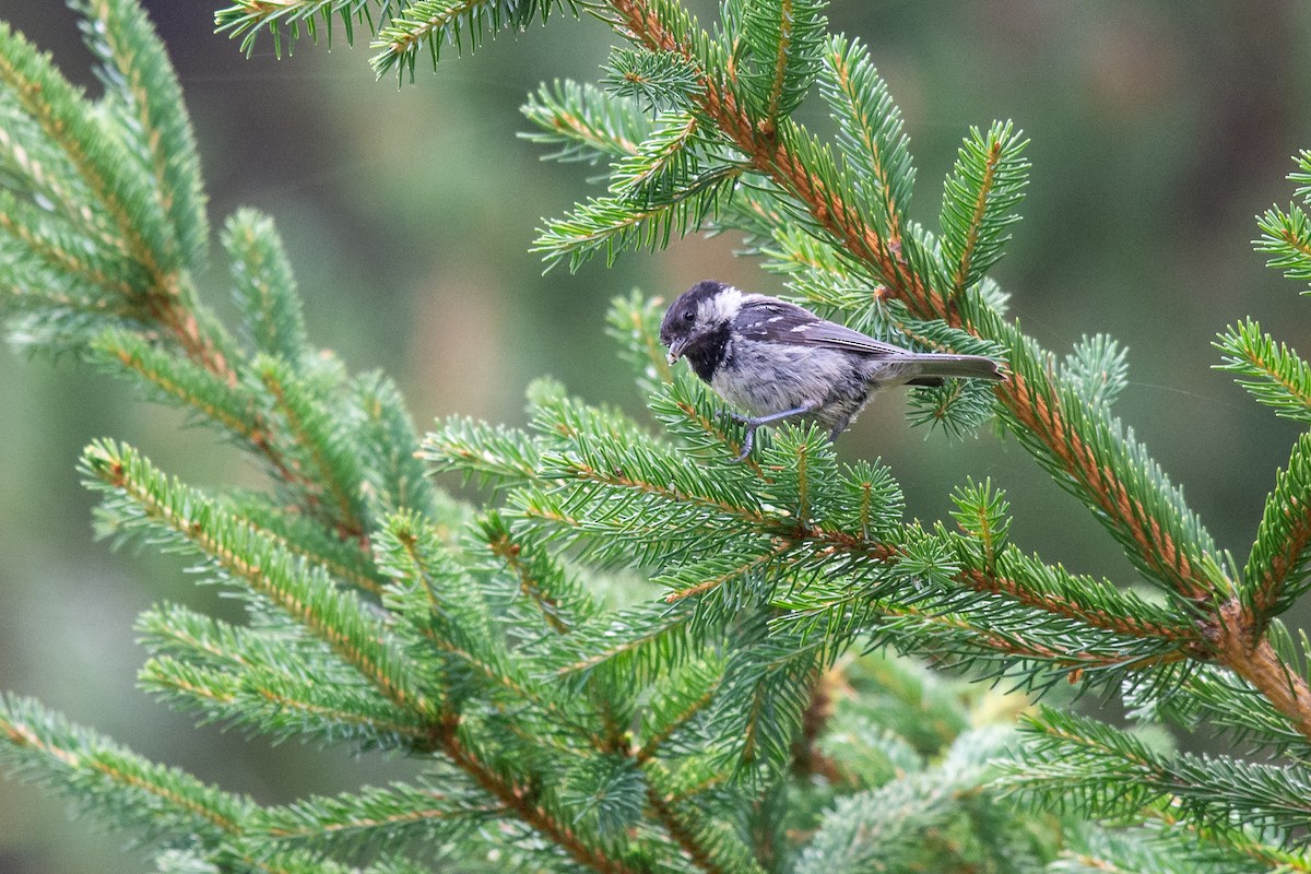 Coal Tit - ML642904654