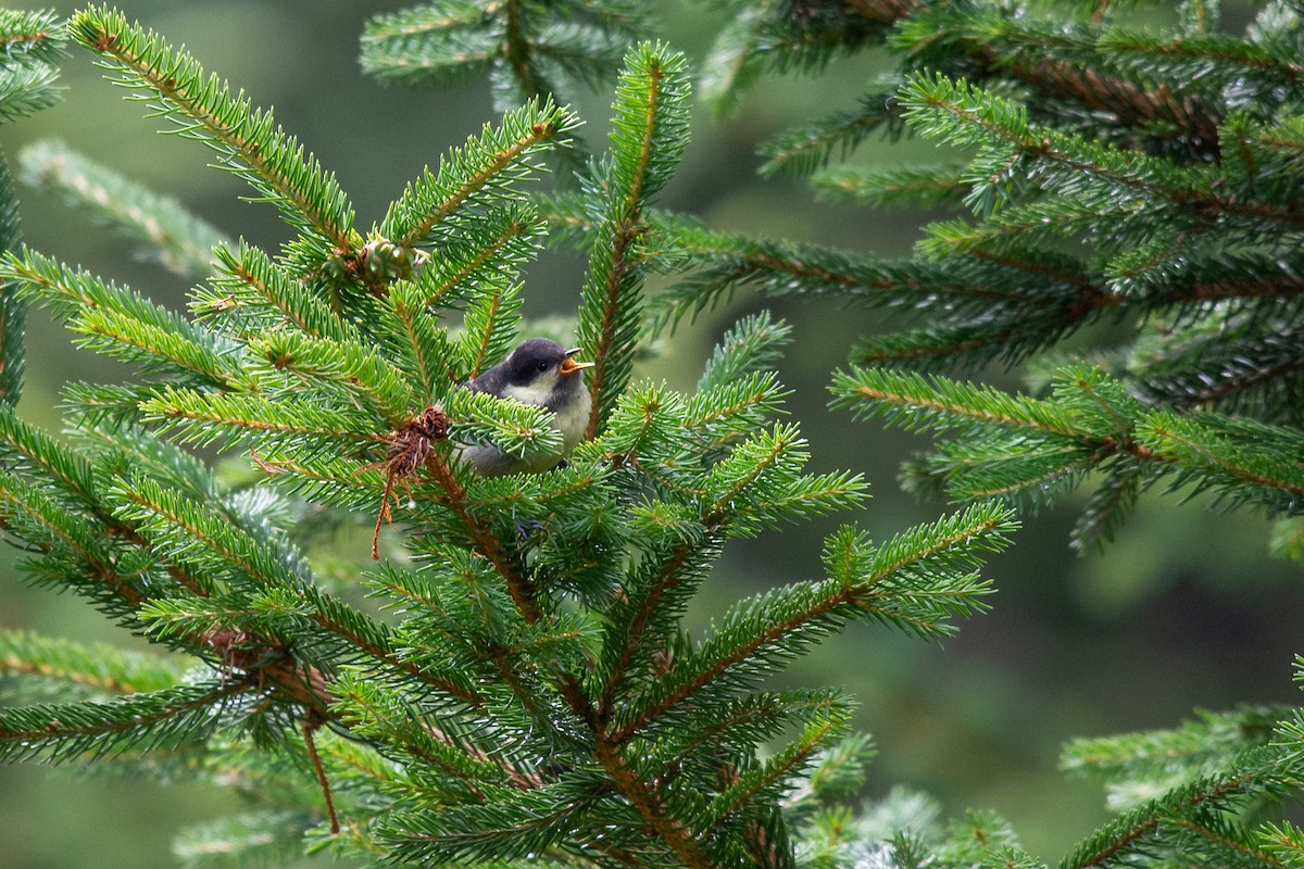 Coal Tit - ML642904655
