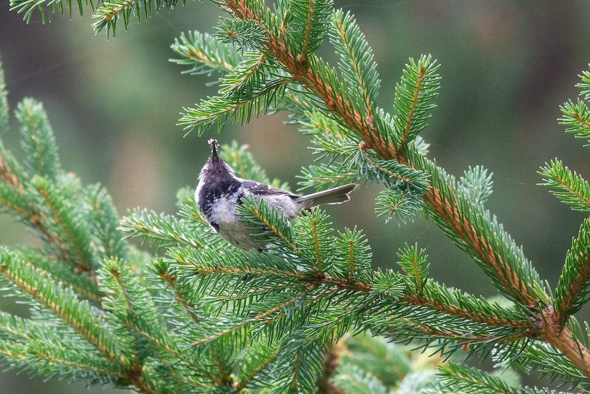 Coal Tit - ML642904656