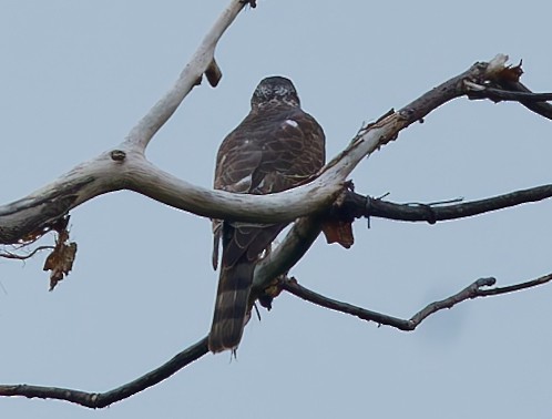 Accipitrine hawk sp. (former Accipiter sp.) - ML642904657