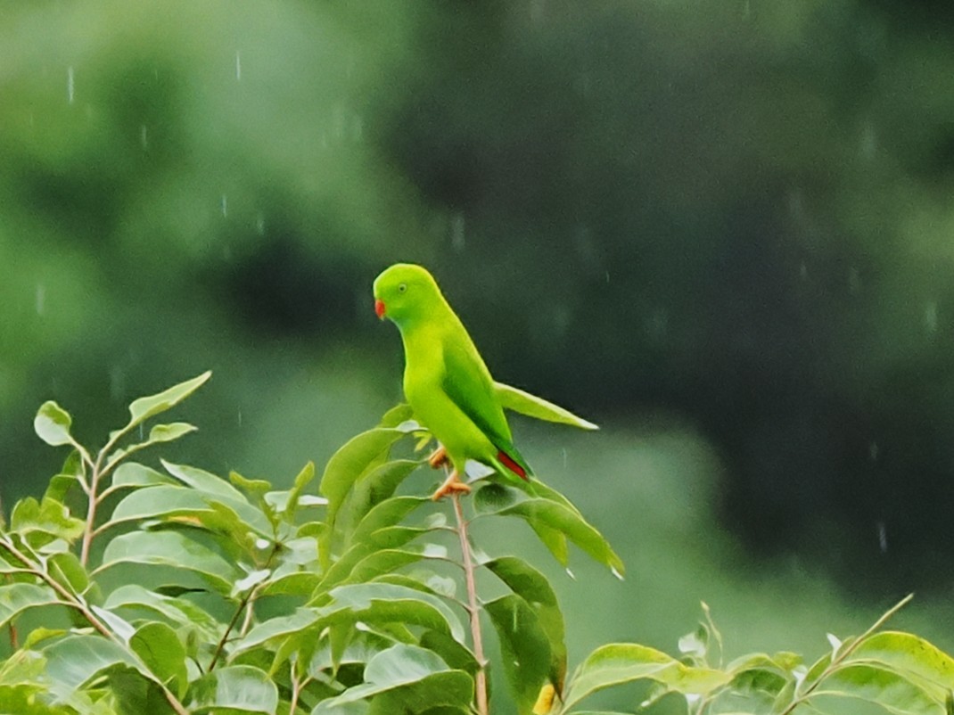 Vernal Hanging-Parrot - ML642904691