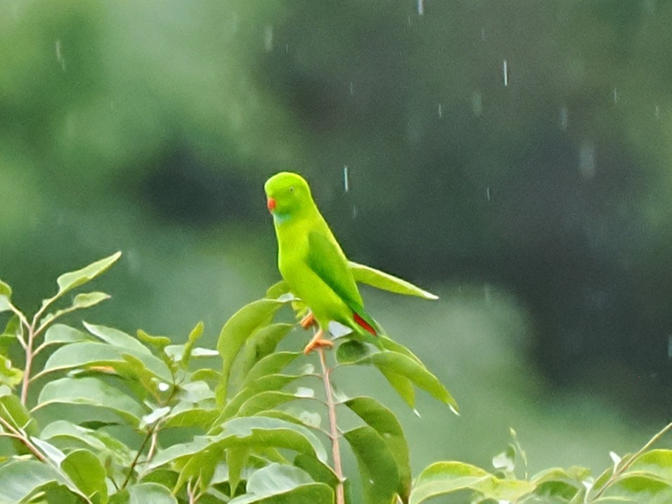 Vernal Hanging-Parrot - ML642904692