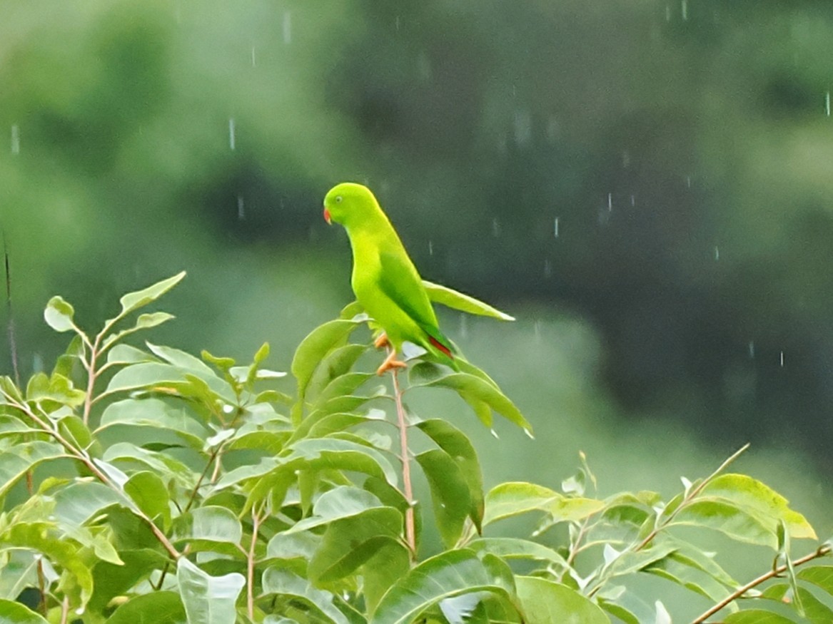 Vernal Hanging-Parrot - ML642904693