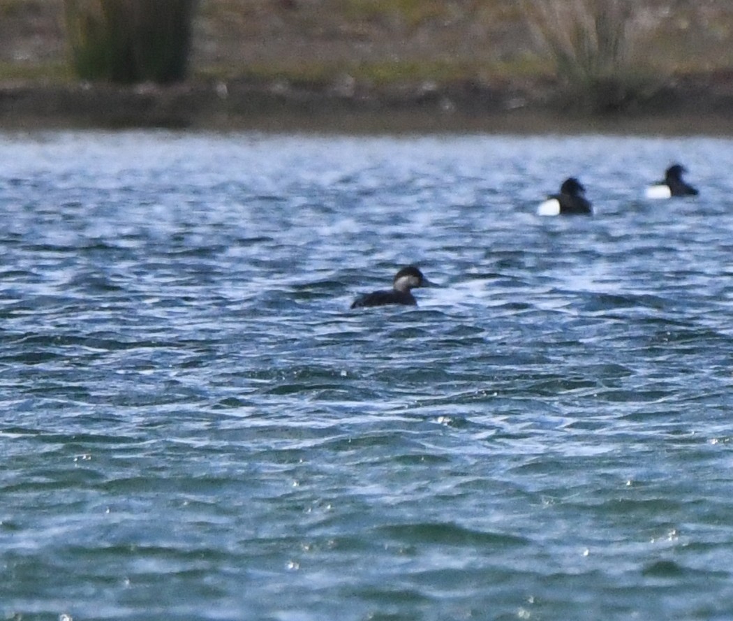 Common Scoter - ML642904695