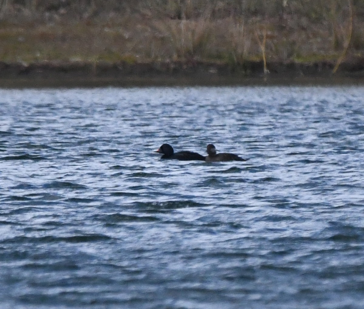 Common Scoter - ML642904696