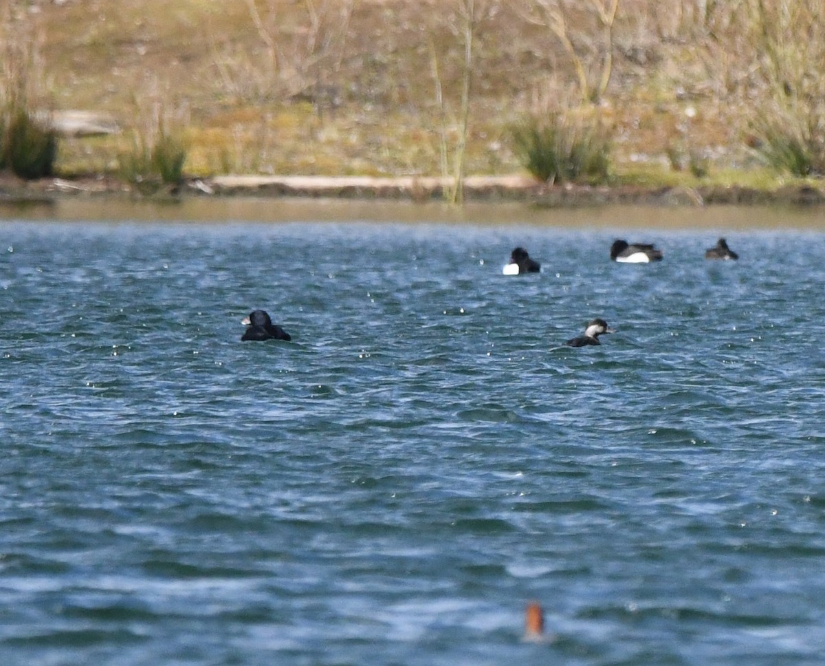 Common Scoter - ML642904697