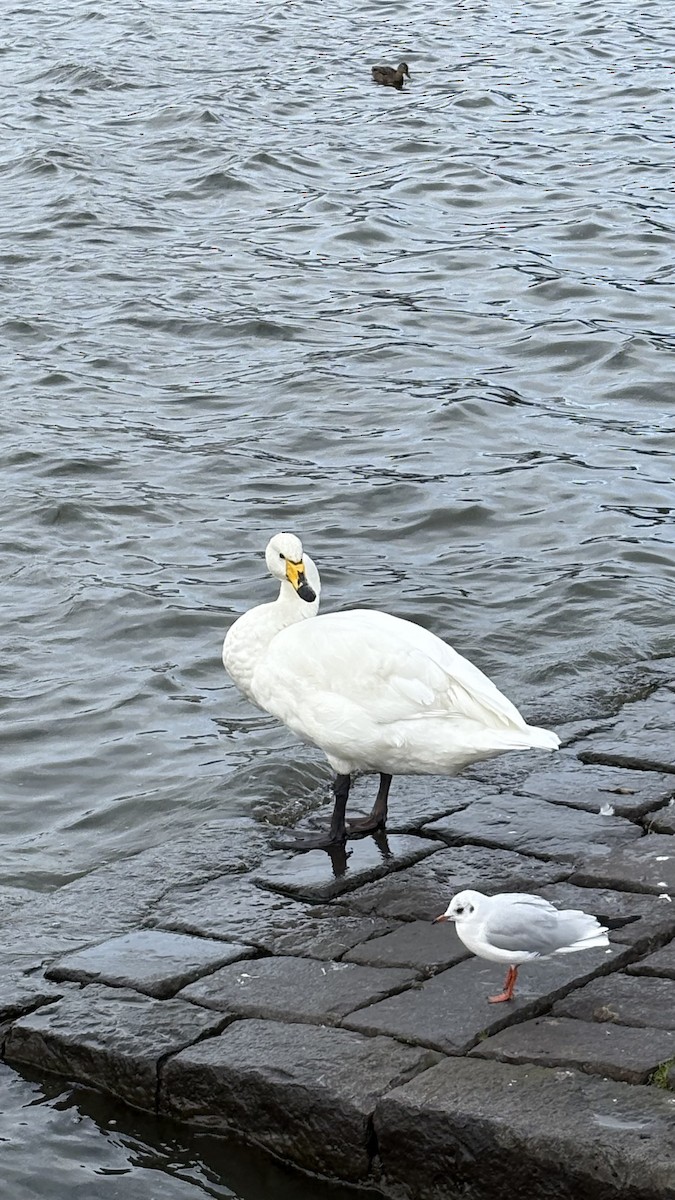 Whooper Swan - ML642904703
