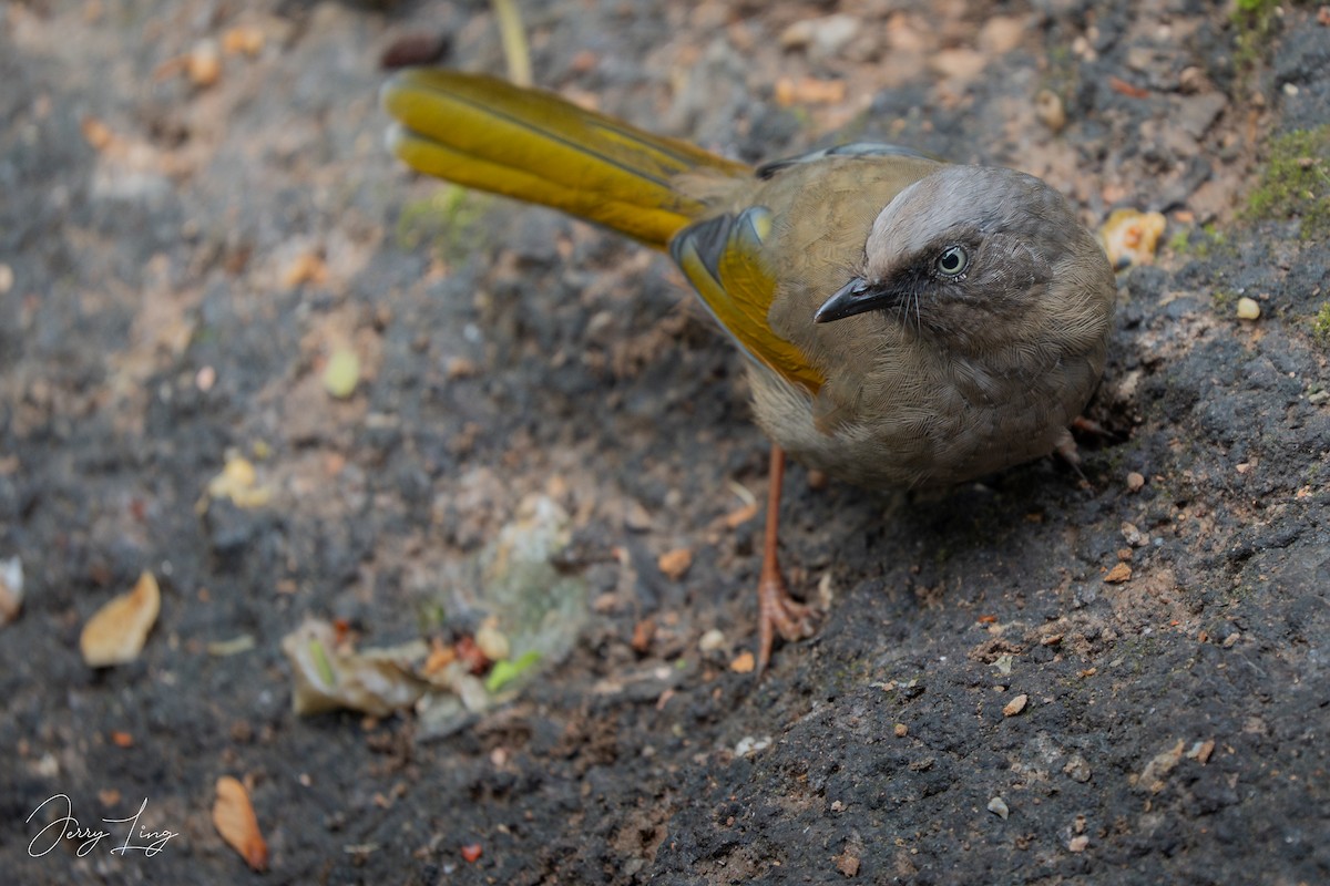Elliot's Laughingthrush - ML642904704