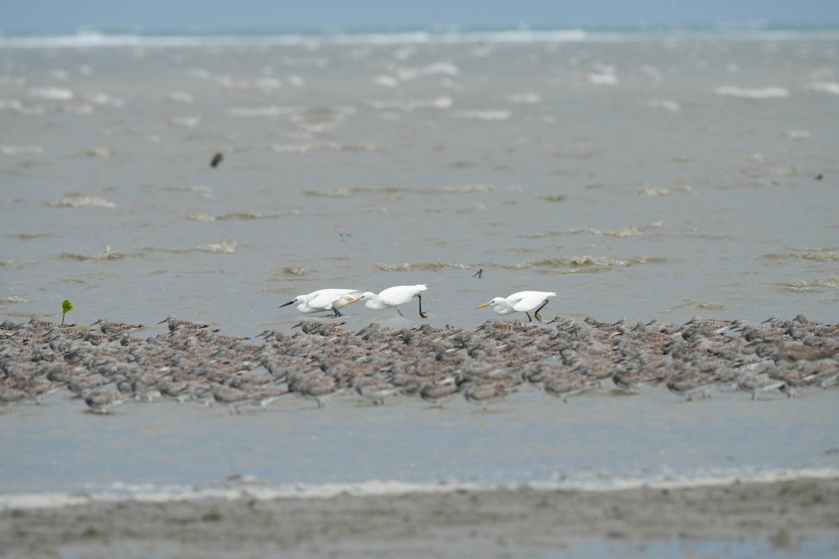 Chinese Egret - ML642904709