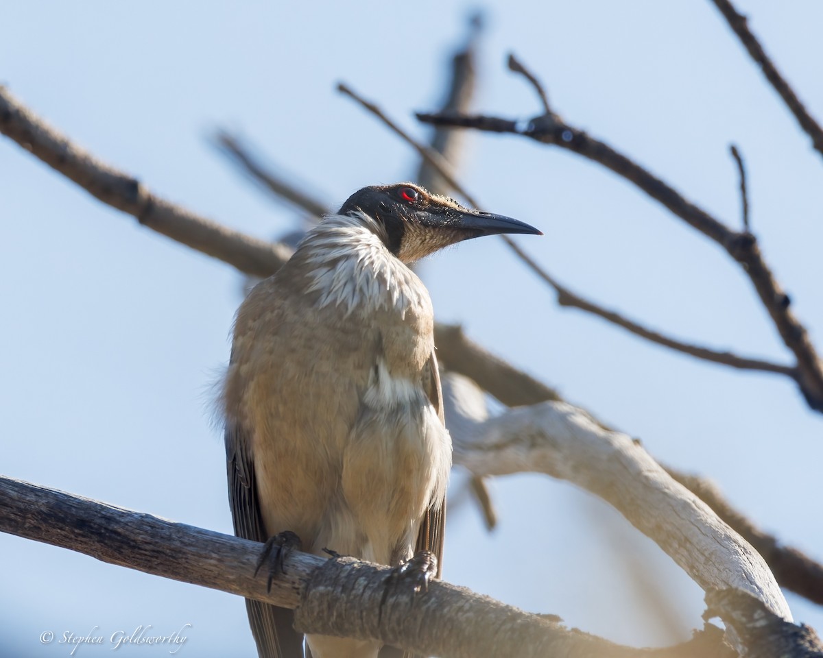 Noisy Friarbird - ML642904710