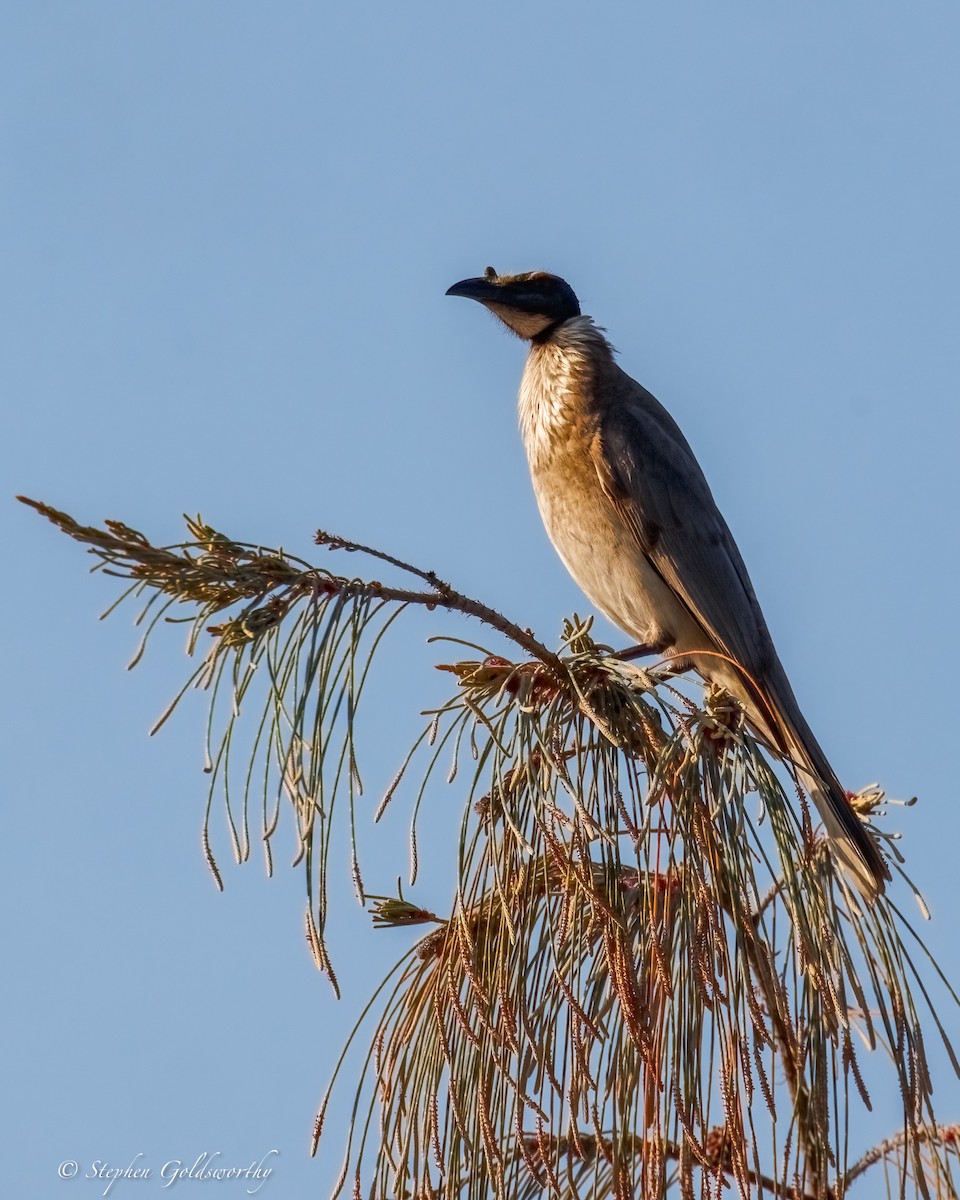 Noisy Friarbird - ML642904714