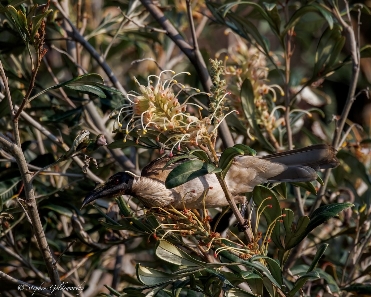 Noisy Friarbird - ML642904715
