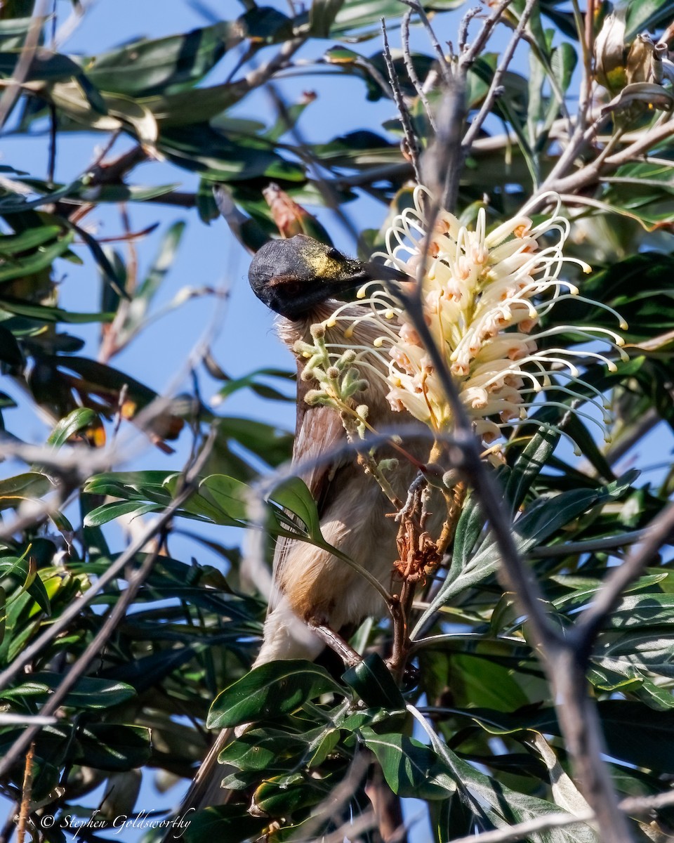 Noisy Friarbird - ML642904716