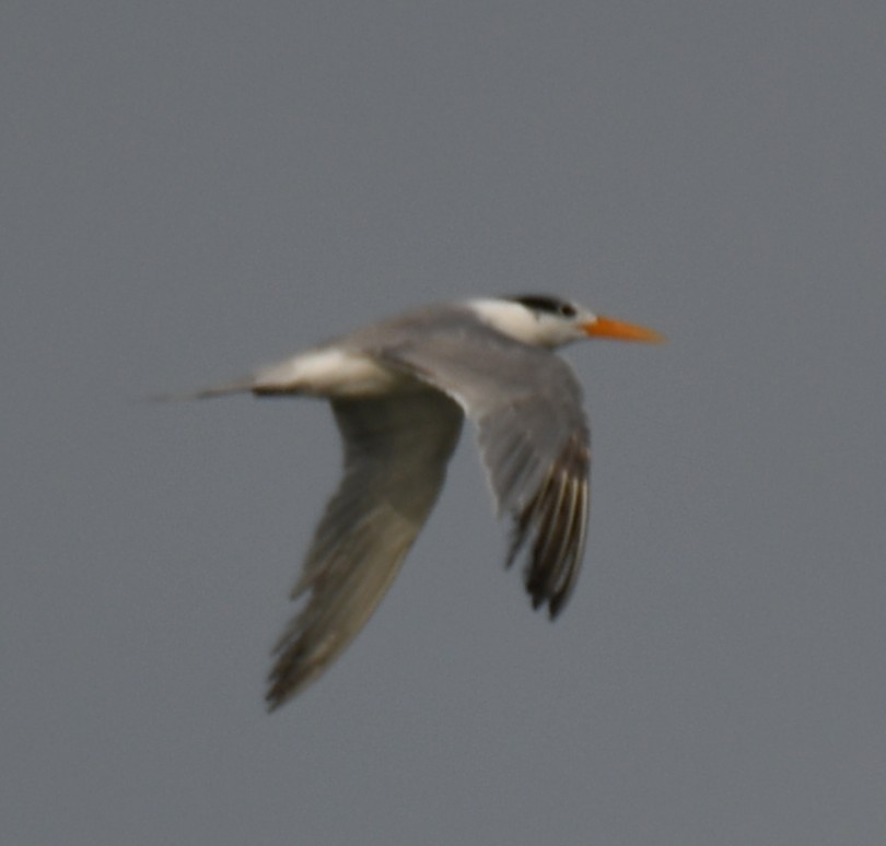 Lesser Crested Tern - ML642904720