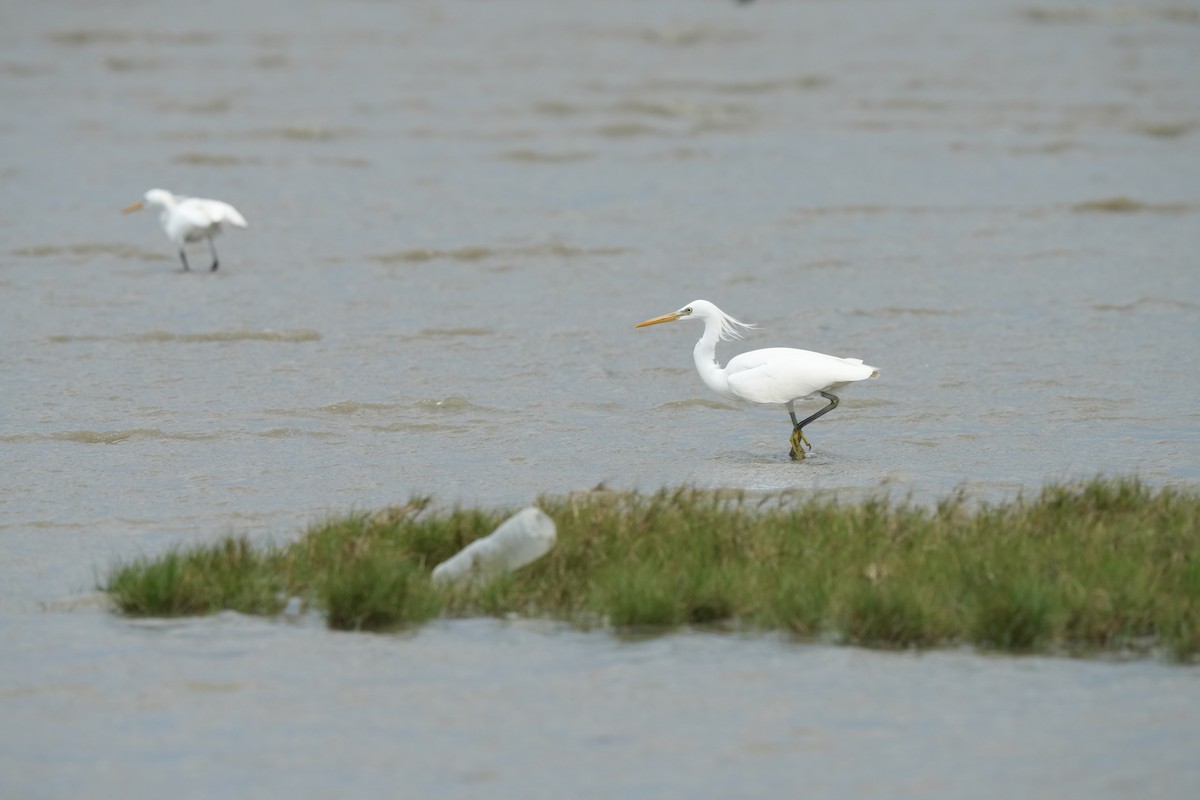 Chinese Egret - ML642904738