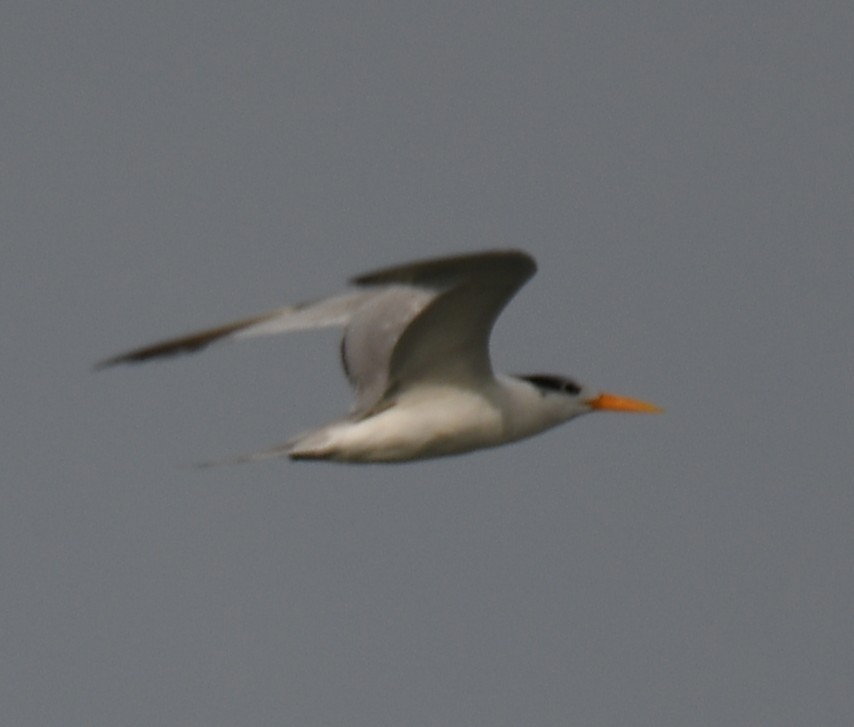 Lesser Crested Tern - ML642904741